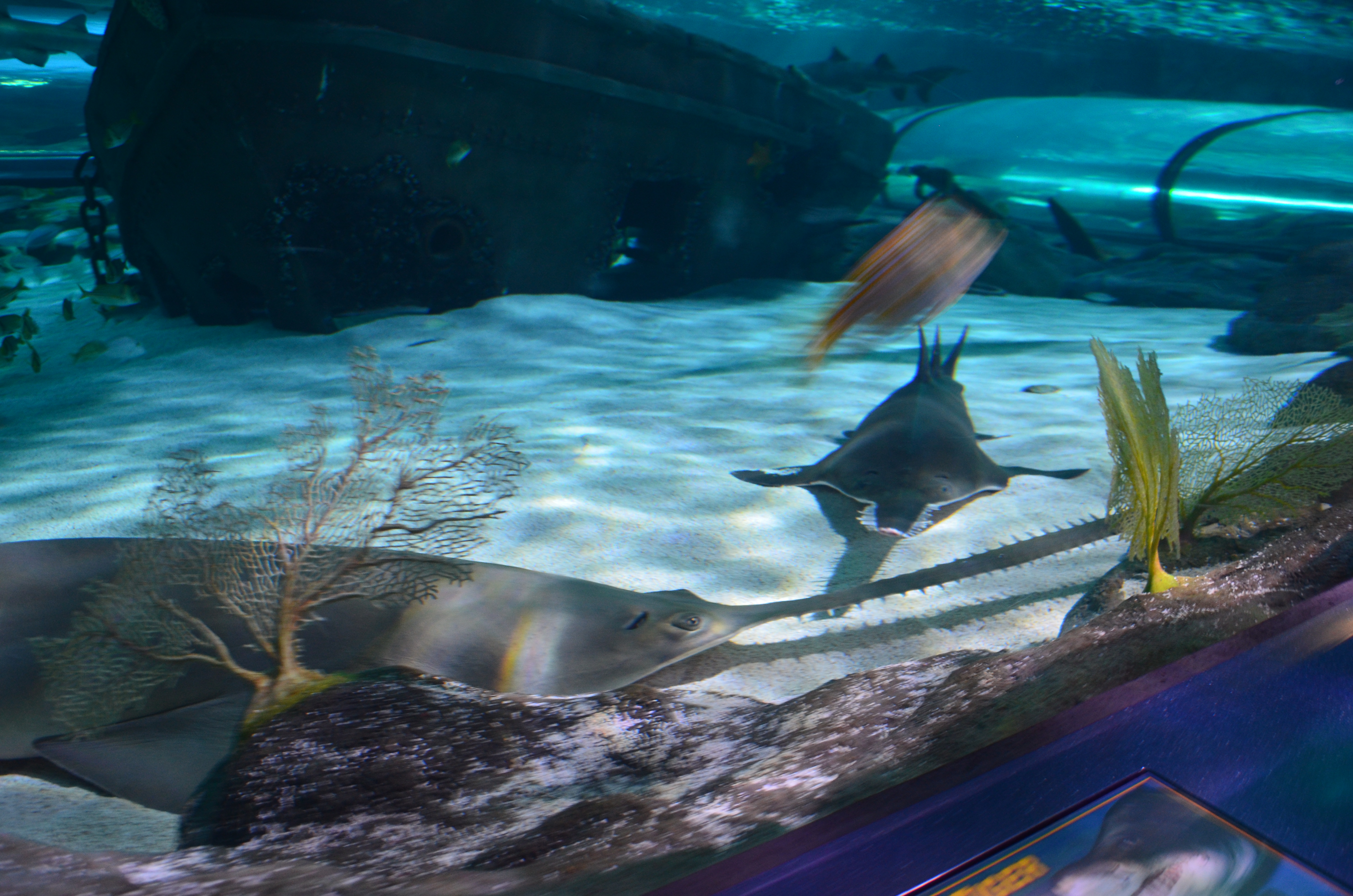 ./2017/21 - Myrtle Beach/ADSC_0991.JPG